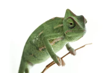Foto auf Alu-Dibond Beautiful baby chameleon as exotic pet, narrow focus on eyes © Milan Lipowski