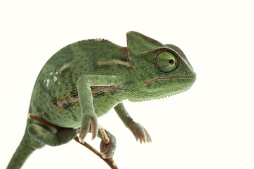 Beautiful baby chameleon as exotic pet, narrow focus on eyes