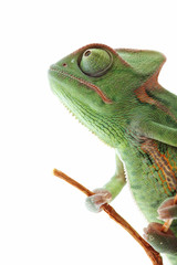 Beautiful baby chameleon as exotic pet, narrow focus on eyes