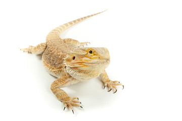 Pet lizard Bearded Dragon isolated on white, narrow focus
