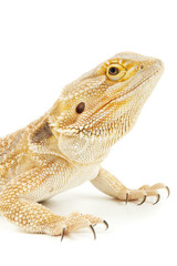 Pet lizard Bearded Dragon isolated on white, narrow focus