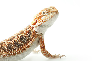 Pet lizard Bearded Dragon isolated on white, narrow focus