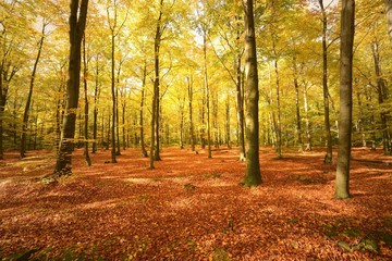 Obraz premium forest