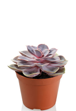 echeveria mix