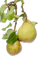 Pears with leaves