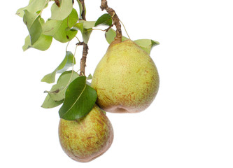 Pears with leaves
