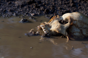 Genuine human skull figured as crime scene, very narrow focus
