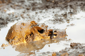 Genuine human skull figured as crime scene, very narrow focus