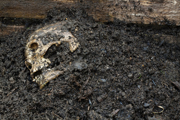 Genuine human skull figured as crime scene, very narrow focus