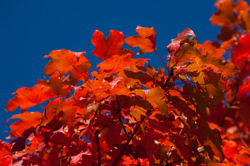 Red maple leaves and sky