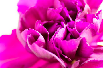 Fototapeta na wymiar Close up of red purple carnation