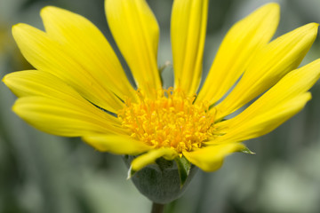 Gazania rigen, Gazania lemon tart, ASTERACEAE, South Africa