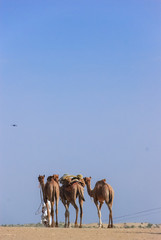 3 Camels in Rajasthan, India.