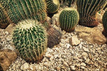 view of a cactus