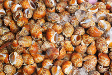 Fresh shellfish at the market