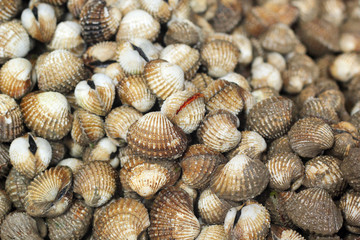 close up of of fresh cockle