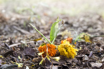 Dried Marigold Flowers on the ground