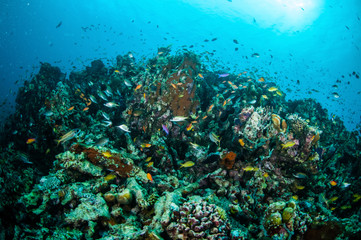 Fototapeta na wymiar Various coral fishes, Gili Lombok Nusa Tenggara Barat underwater