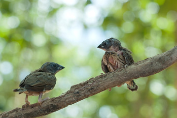 birds on tree