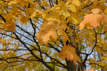 Fototapeta na wymiar Autumn maple yellow leaves