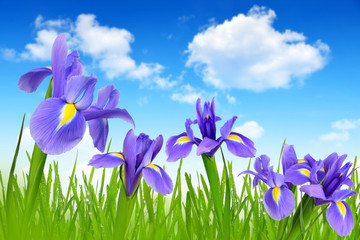Iris flowers with dewy green grass on blue sky