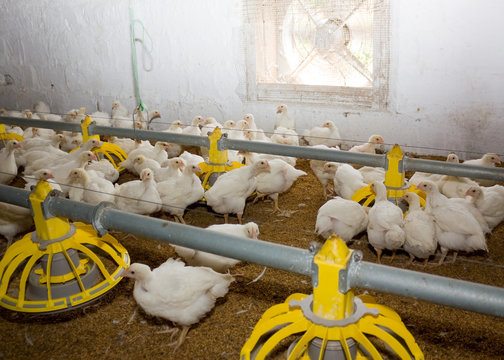 Chickens. Poultry farm
