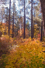 Fototapeta premium The Breathtaking Beauty and Serenity of Sedona Arizona