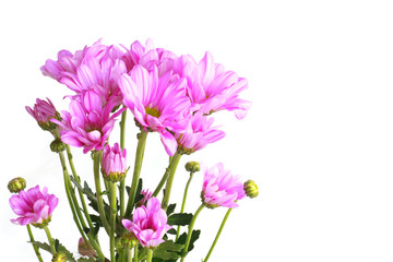 Naklejka na ściany i meble pink chrysanthemum - Stock Image
