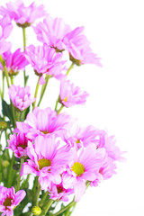 Obraz na płótnie Canvas pink chrysanthemum - Stock Image
