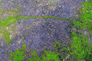 Green plant growing out of floor concrete  with cracked abstract