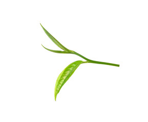 Fototapeta premium green tea leaf isolated on white background