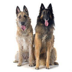 tervueren and laekenois