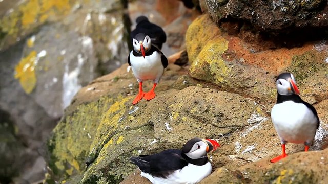 Puffins in Iceland