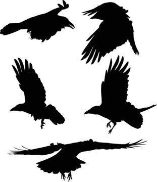 set of five flying crow silhouettes on white