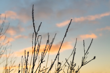 branches with hoarfrost