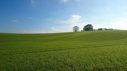 Fototapeta premium Grüne wiese Bäume