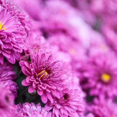 Obraz premium flowers purple