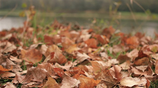 Red fallen autumn leaves and river. Dolly shot  in windy day