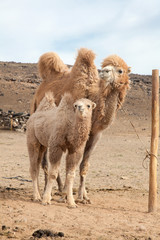  camel farm