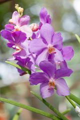 Fototapeta na wymiar light purple hybrid vanda orchid flower