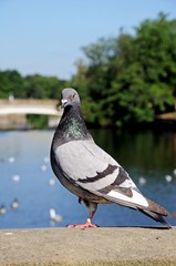 Pigeon standing on a wall © Arena Photo UK