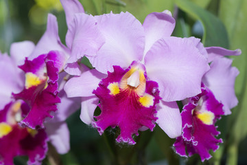 pink hybrid cattleya orchid