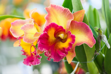 yellow and red hybrid cattleya orchid - obrazy, fototapety, plakaty