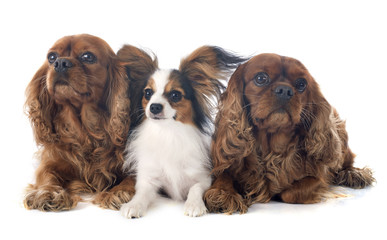 Fototapeta na wymiar three dogs