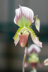 macro of paphiopedilum flower