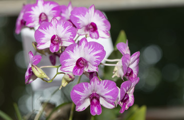 pink hybrid Dendrobium orchid flower