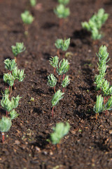 New fir seedlings.