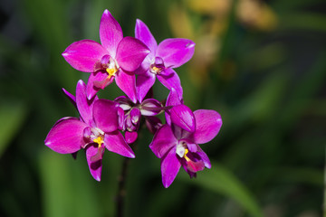 Fototapeta na wymiar pink ground orchid