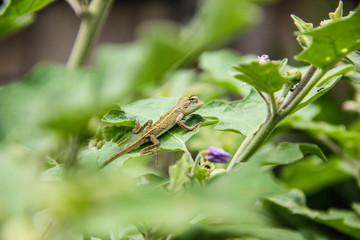 Lizard