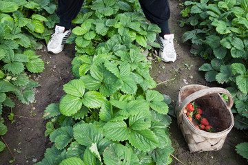 Strawberries in garden.